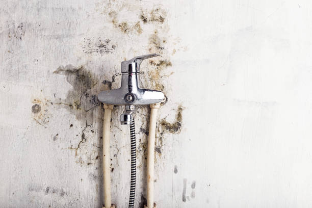 Best Toxic Mold Removal  in Meadow Oaks, FL
