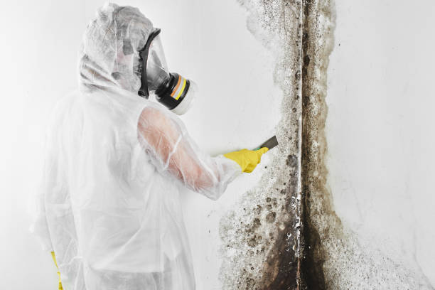 Best Commercial Mold Removal  in Meadow Oaks, FL