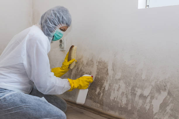Mold Testing and Removal in Meadow Oaks, FL
