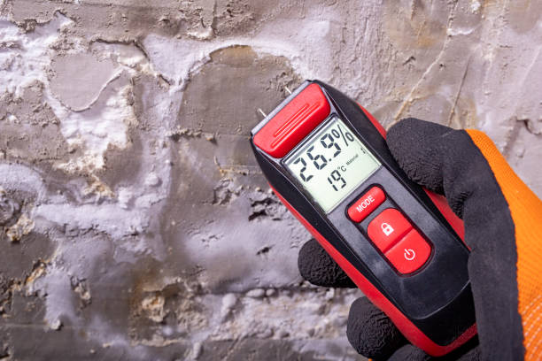 Best Certified Mold Removal  in Meadow Oaks, FL