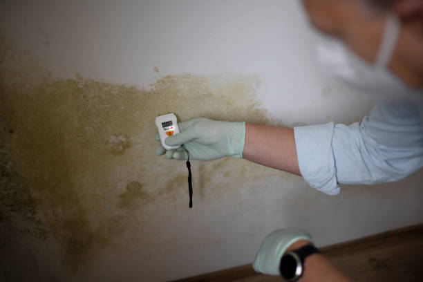 Best Mold Damage Repair  in Meadow Oaks, FL