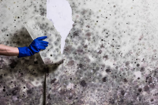 Best Mold Testing and Removal  in Meadow Oaks, FL
